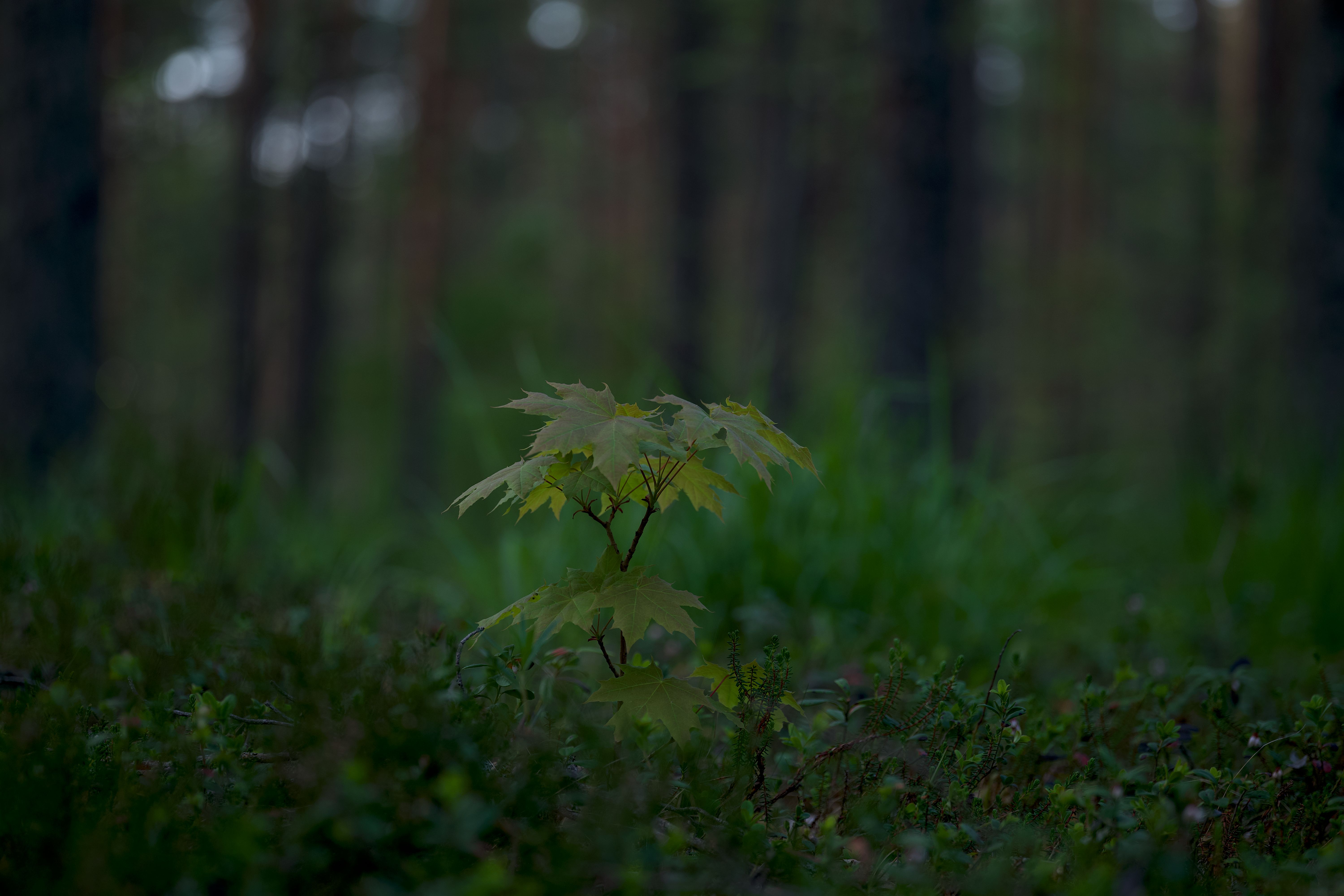 The Sapling Church